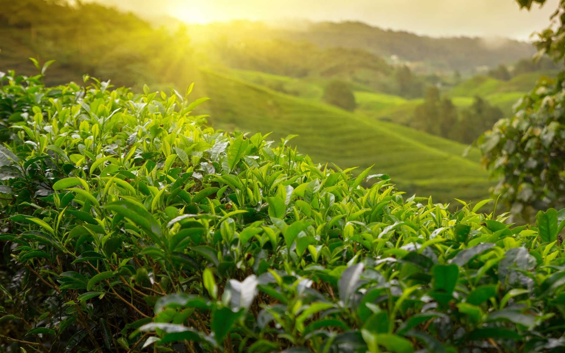 Tea Plantation Tours