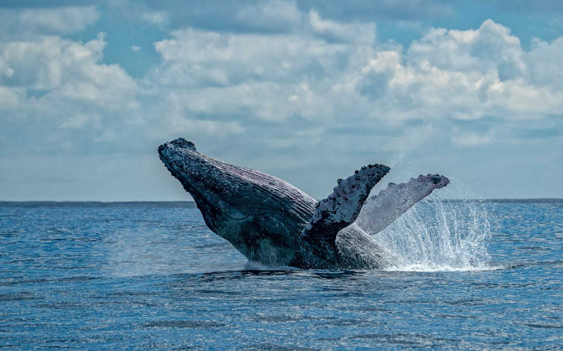 Whale & Dolphin Watching